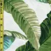 Leaves 7/7/23 cgc