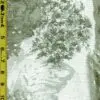 Floral 7/15/24 cgc
